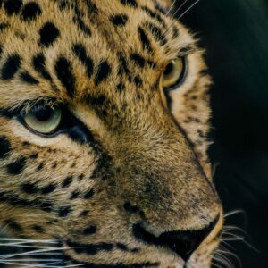 philipshoots-animals-cover-1